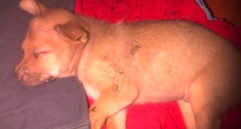 Man Rescues Puppy Hit by Car, Adopts Her into His Family
