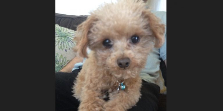 Woman’s Love Restores Dog’s Health and Spirit