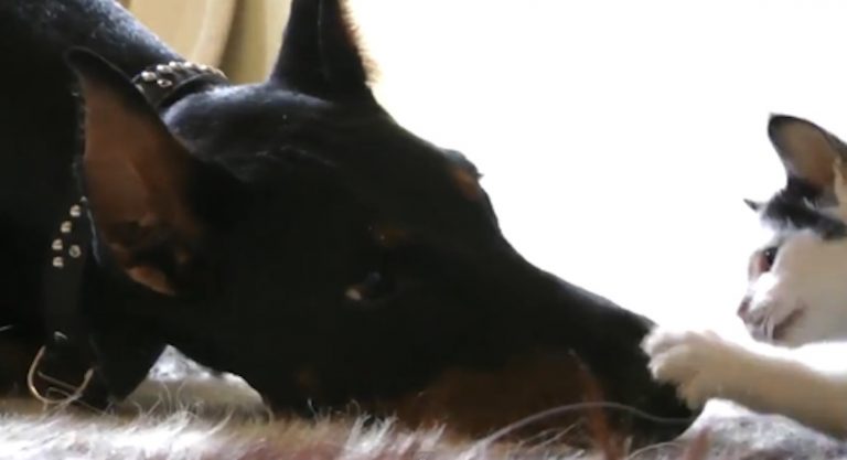 Tiny Kitten Takes on Doberman Pinscher in Adorable ‘Battle’