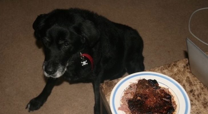Family Treats Beloved Dog to Special Last Dinner