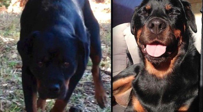 Amazing Rescue of Abandoned Rottweiler Living in the Wild