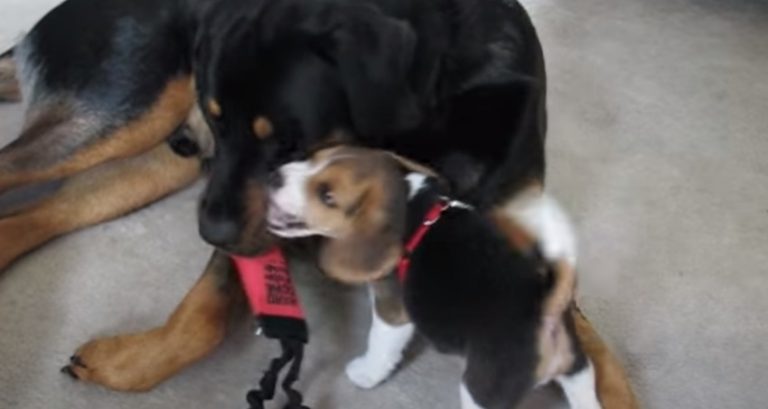 Gentle Rottweiler Teaches Beagle Puppy How to Play