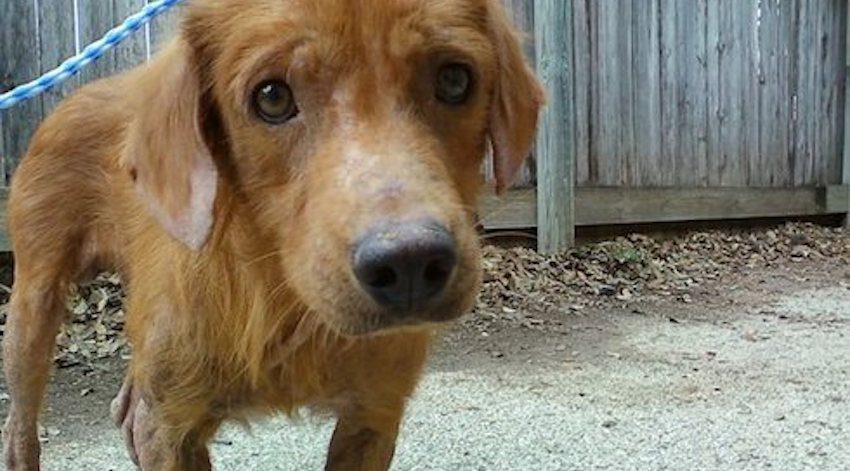 Stray and Abused Dog Transformed by Love
