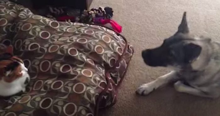 Sweet Dog Asks Cat for Her Bed Back