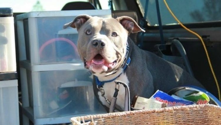 Woman Adopts Pit Bull and Discovers He Has a Lifesaving Talent That Changes Her Life