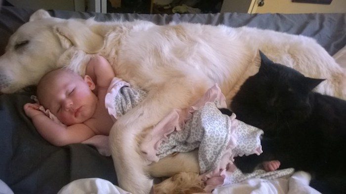 Dog, Cat and Baby Make Adorable Bedfellows