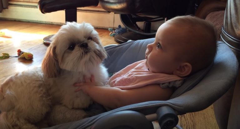 Gentle Shih Tzu is Always by Baby’s Side