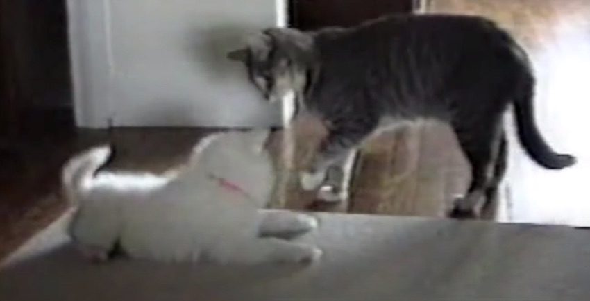 Cat Teaches Puppy a New Trick