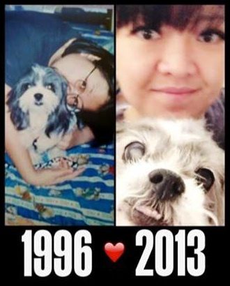 Dogs are family for life with Theresa Teng