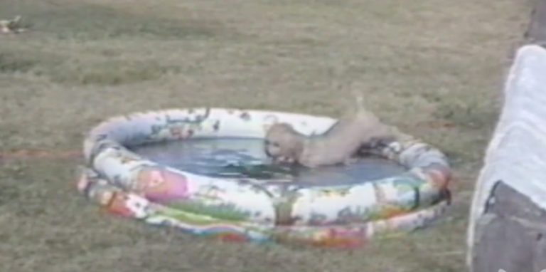Dog Does the Funniest Thing to Avoid Getting Her Bum Wet in Kiddie Pool