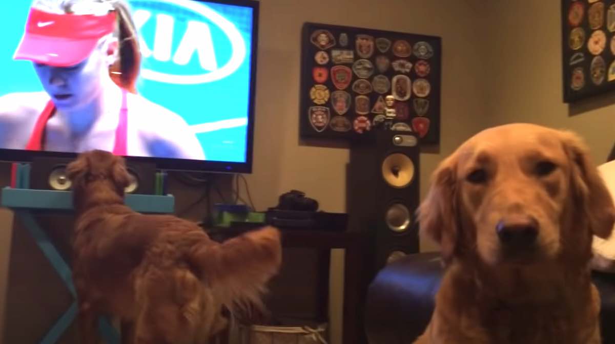 Golden Retriever’s Funny Reaction While Watching Tennis