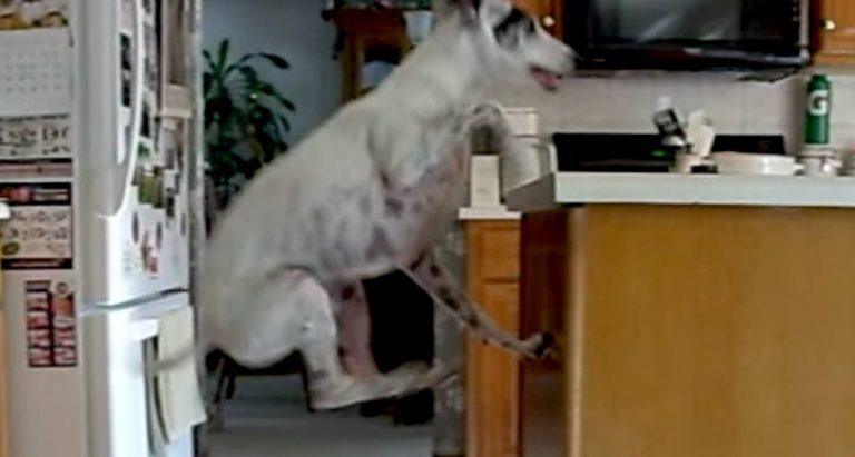 Hungry Italian Greyhound Can’t Wait to Eat