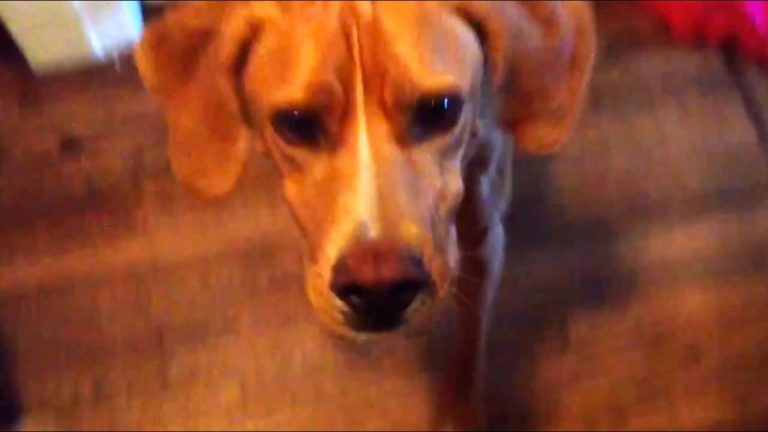 Clever Man has Surefire Way of Getting His Lazy Dog Out of Bed