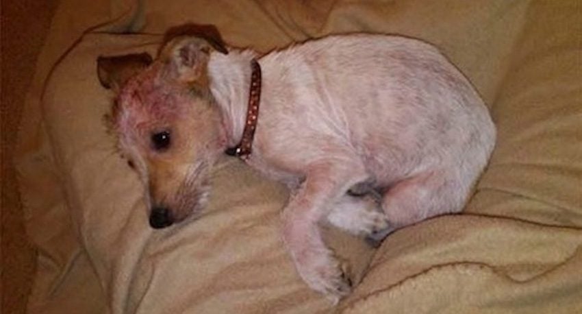 Puppy Rescued from Dumpster with Severe Mange Makes Amazing Recovery