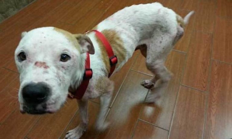 Couple Gets Loving New Pet After Saving Sick Stray Dog from Traffic