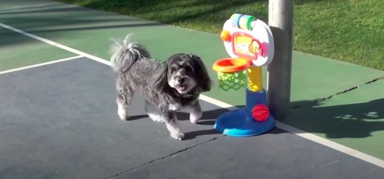 Smart Havanese Loves Performing 45 Cute Tricks