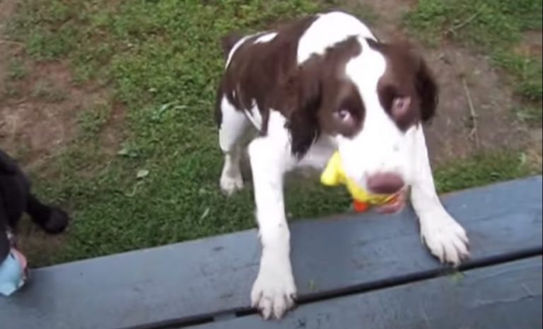 Blind Spaniel Has Clever Way of Playing Fetch