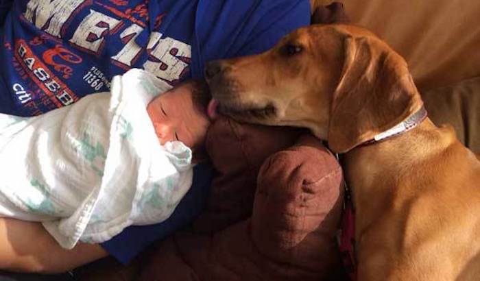 Sweet Dog Steals Baby’s Swaddle So She Can Sleep with it in Her Crate