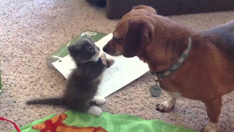 Cute Kitten Meets Dachshund for First Time