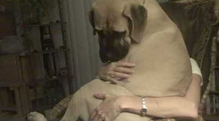 Cuddly Bullmastiff Scared by Fireworks Turns into Lap Dog