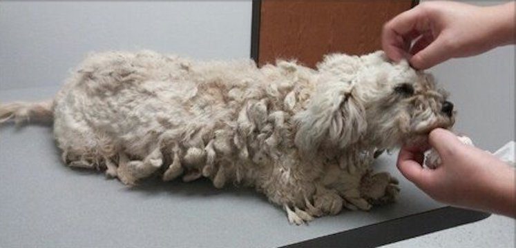 Office Workers Find and Rescue Neglected Stray Dog