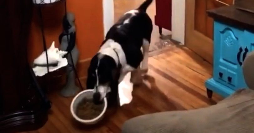 Funny Dog Carries Bowl Full of Kibble to Eat on the Couch