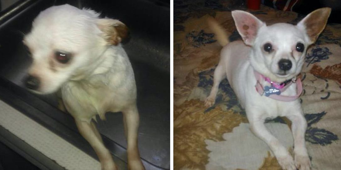 Chihuahua Becomes New Family Member After Found Cold and Hungry
