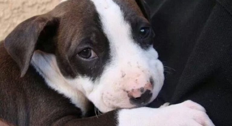 Rescued Pit Bull Defends Her Owner from Attack at Dog Park