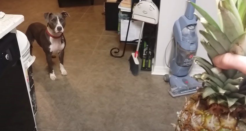 Adorable Pit Bull Has a Funny Reaction to Pineapple