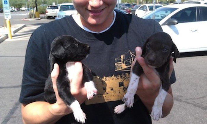Couple Rescue 2-Week-Old Puppies Being Given Away For Free in Parking Lot