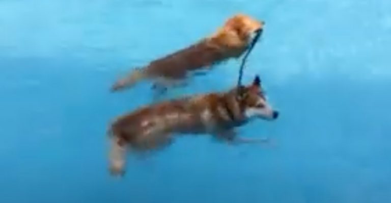 Golden Retriever Helps Husky Out of Pool