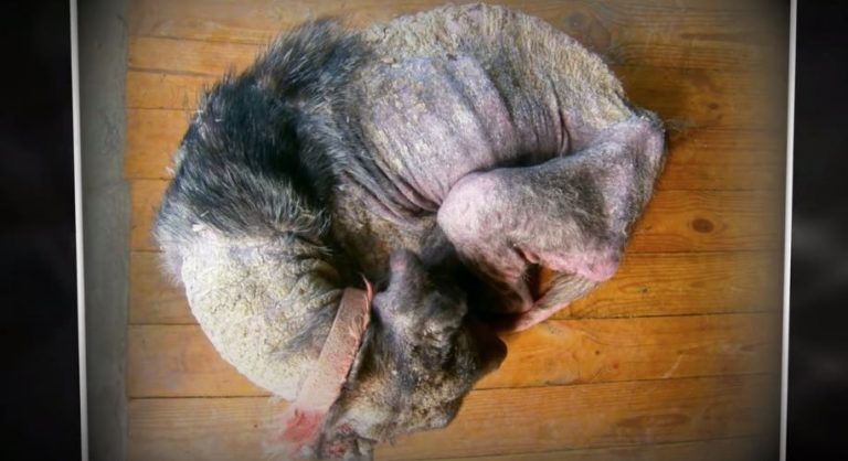 Four Years of Neglect was Etched on this Dog’s Body Until the Day She Began to Be Loved