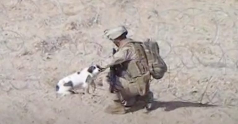 Soldier Frees Stray Dog from Wire Fence