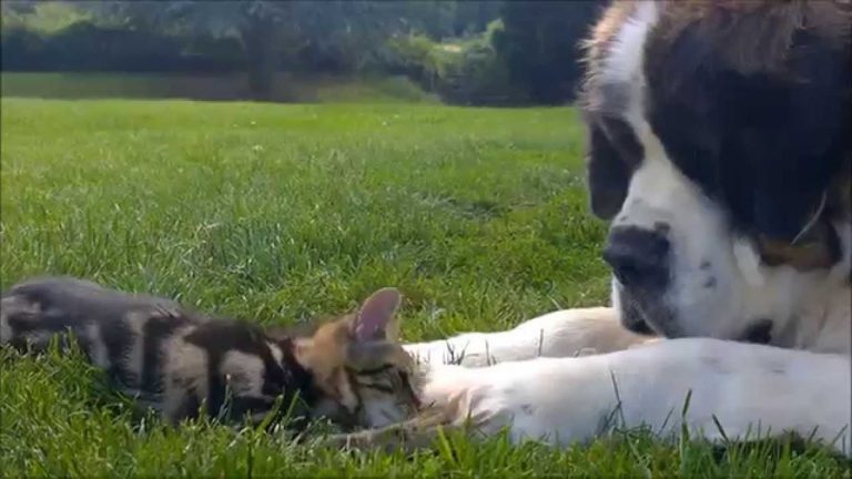 St. Bernard is Enchanted By New Kitten