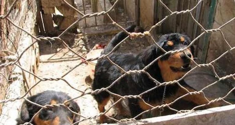 Man Helps Dog Rescued from Terrible Abuse Make Miraculous Recovery