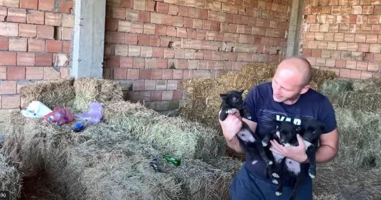 Three Puppies Abandoned at Barn Rescued from Danger