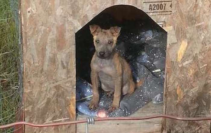 Family Brings Home Abandoned Puppy Sick with Mange