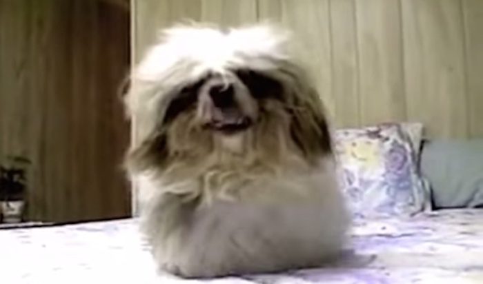 Dog Jumps in Bed Head First
