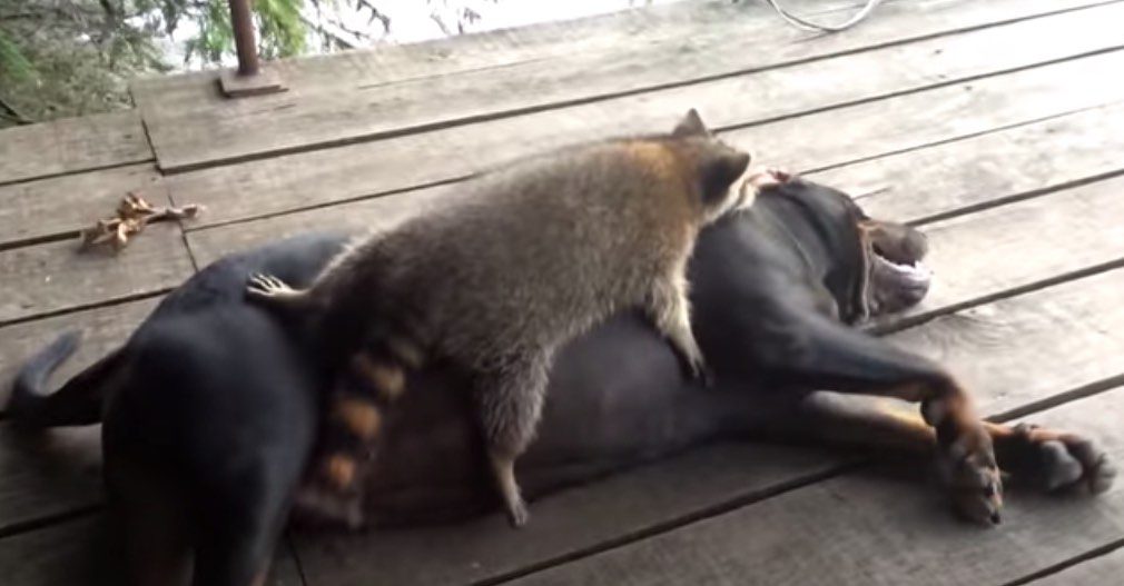 Coon Dog is Best Friends with Rescued Raccoon