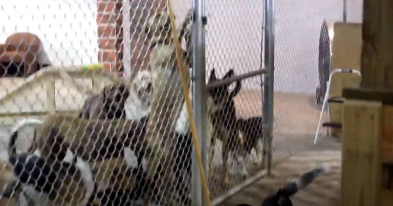 Smart Dog Breaks Open Door to Free Her Friends