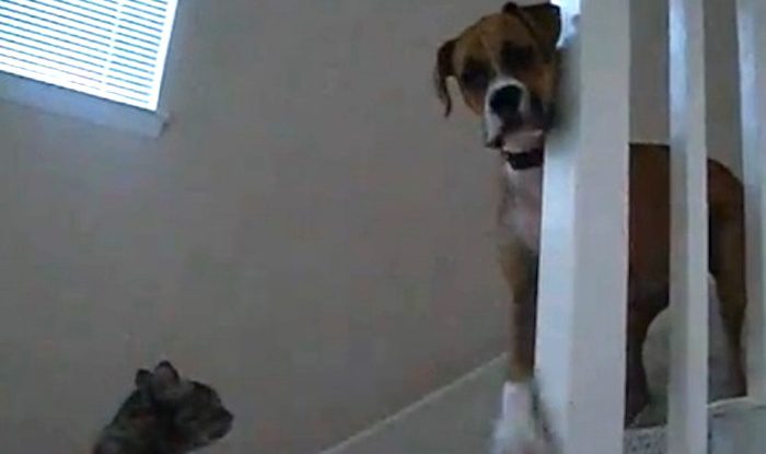 Sweet Boxer Finds the Courage to Do the ‘Scariest’ Thing