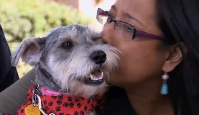 Family Has Emotional Reunion with Their Beloved Dog Missing for 2 Years, Found 700 Miles Away