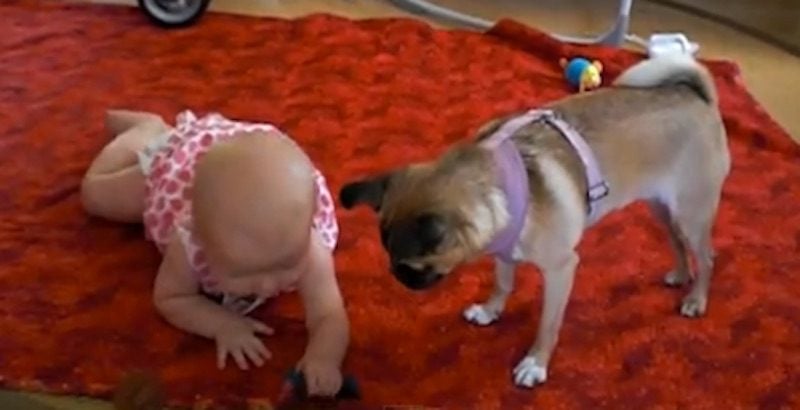 Sweet Dog Helps Teach Baby to Crawl