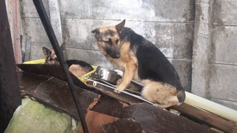 Pair of German Shepherds Left Behind By Family Looking For Homes