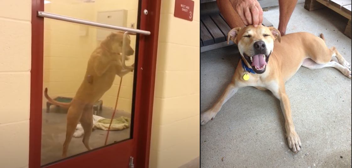 Shelter Dog Made Famous for Escaping Her Kennel Finds Forever Home