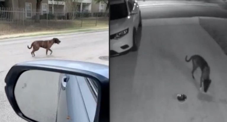Dumped Dog Roams Neighborhood Until One Family Makes Him Feel Loved