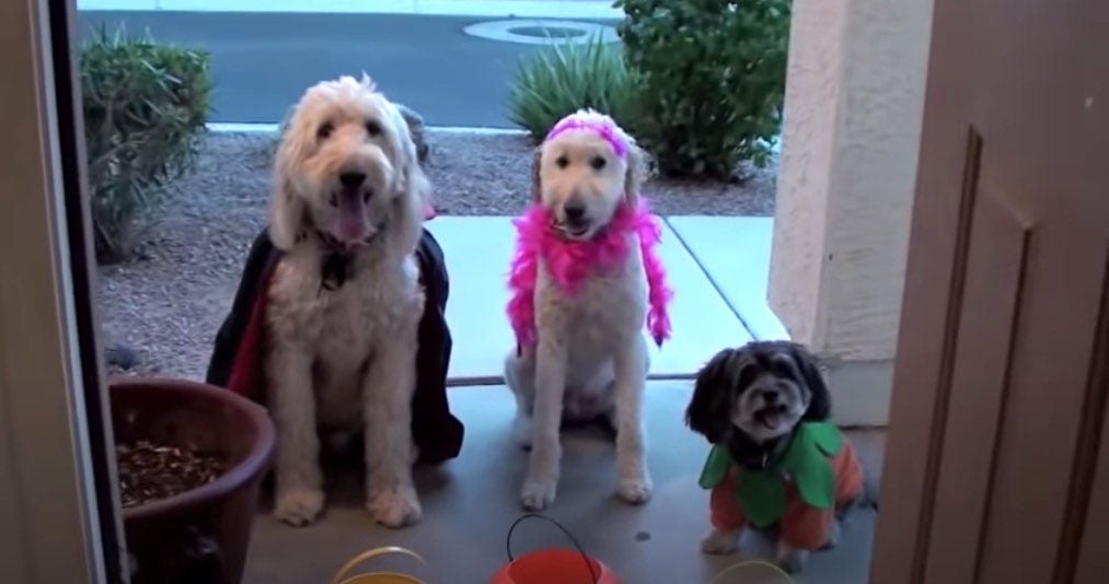 A Doggy Halloween! Adorable Pup and Her Pals Go Trick Or Treating