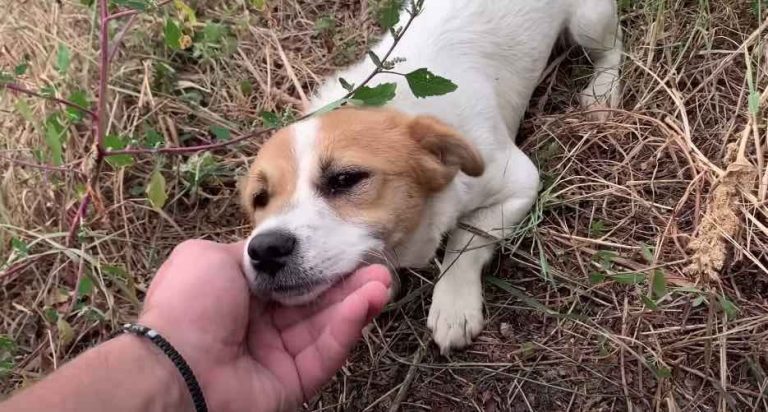 Abandoned Dog Seeking Shelter from Storm So Happy to See Rescuer