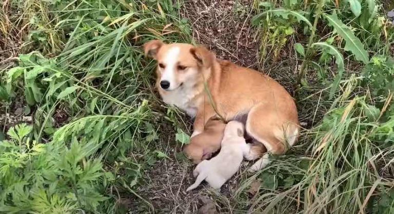Heartbroken Dog Waits For Owner to Come Back For Her and Her Pups