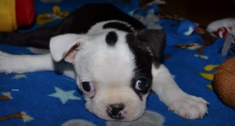 Puppy with Swimmer’s Syndrome Takes His First Heroic Steps